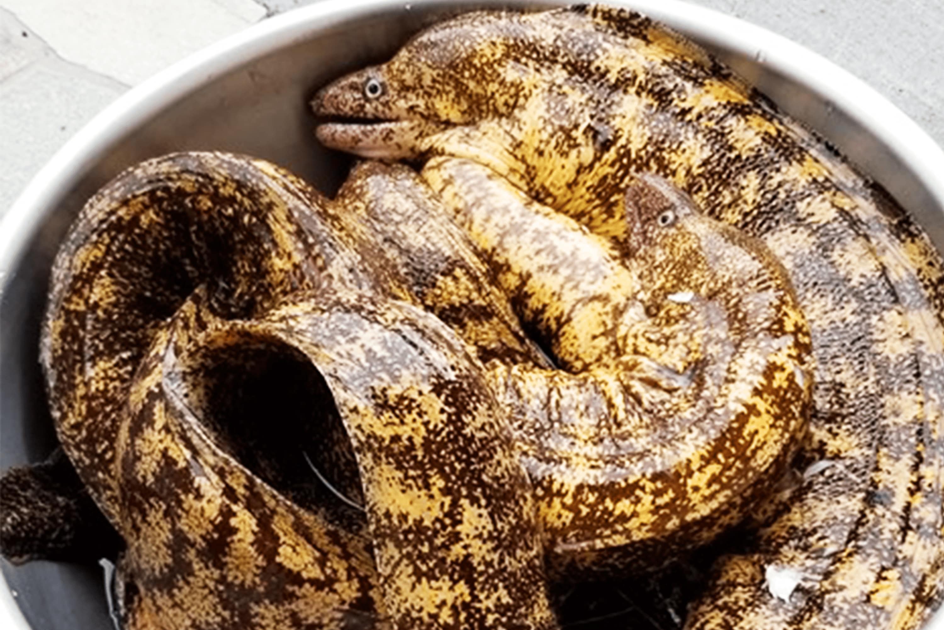 なかなか味わえないウツボ料理