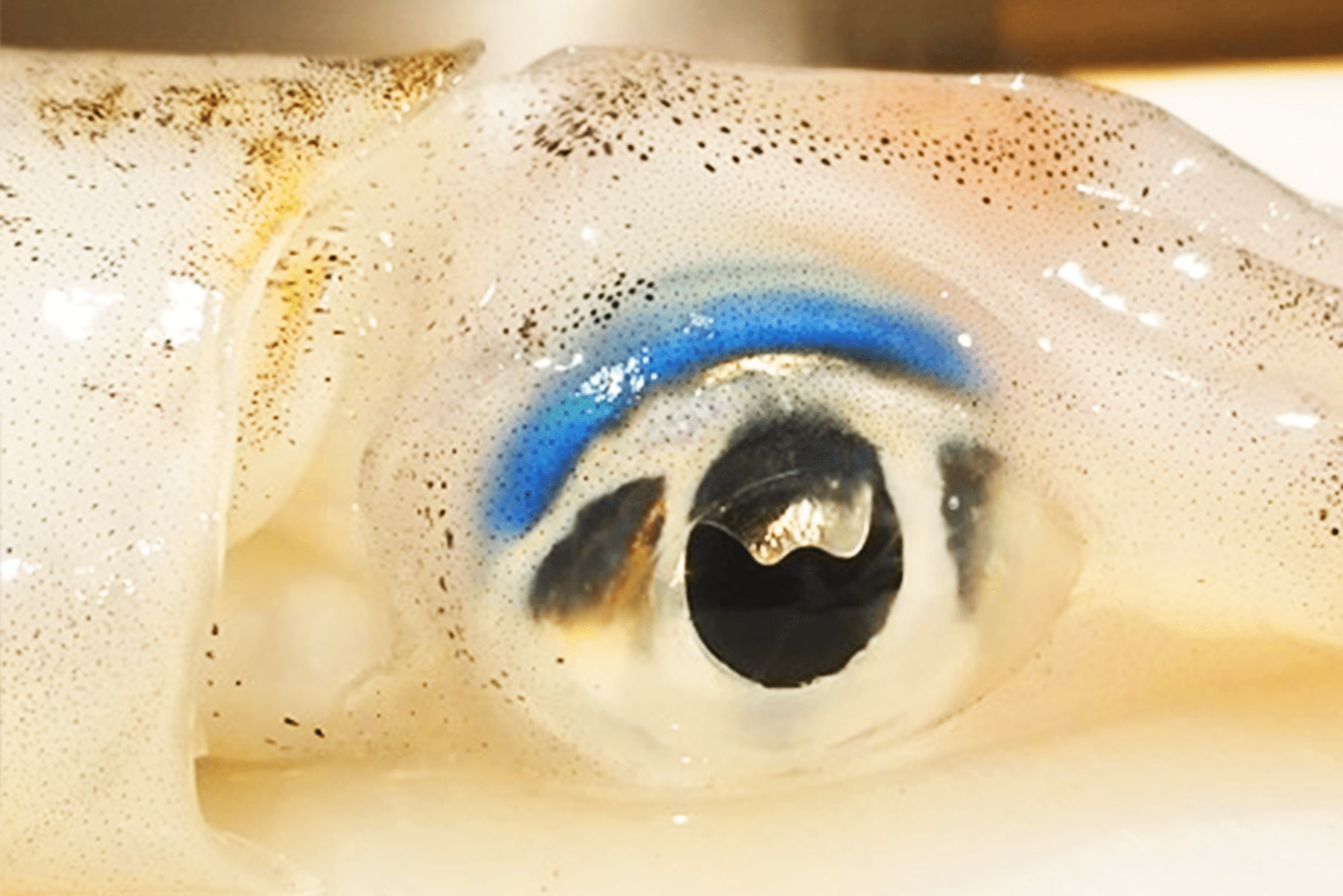 地元の漁港から仕入れた新鮮な魚介類